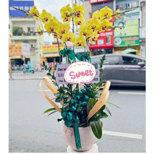 Chậu Lan Hồ Điệp Kim Ngọc Cát Tường