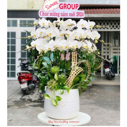 Chậu Lan Hồ Điệp 15 cành Bạch Ngọc Thịnh Vượng