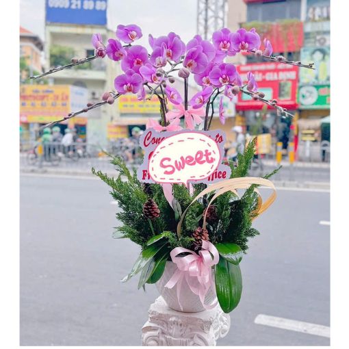 Chậu Lan Hồ Điệp Tím Mộng An Nhiên