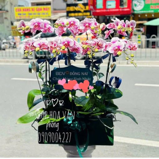 Chậu Lan Hồ Điệp 8 Cành Tài Lộc Ngân Hoa