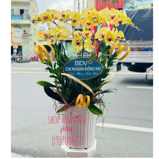 Chậu Lan Hồ Điệp 6 Cành Kim Phát Hưng Thịnh