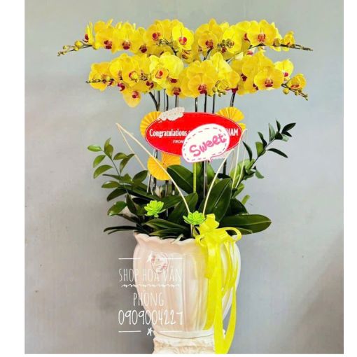 Chậu Lan Hồ Điệp 8 Cành Hoàng Kim Thịnh Vượng