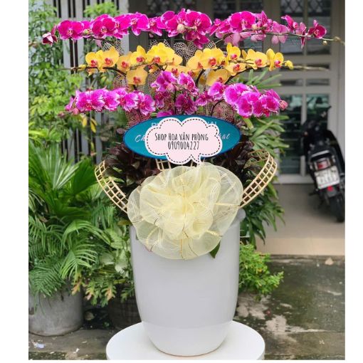Chậu Lan Hồ Điệp 12 Cành Mix Màu Phú Quý Giao Hòa