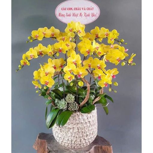 Chậu Lan Hồ Điệp 10 cành Hoàng Kim Sum Vầy