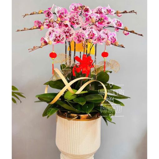 Chậu Lan Hồ Điệp 10 cành Hồng Ngọc Phát Lộc