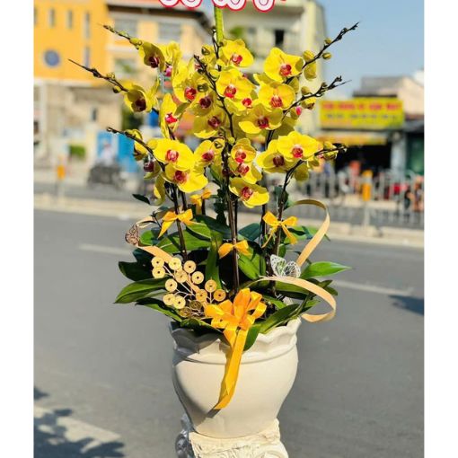 Chậu Lan Hồ Điệp 9 Cành Kim Ngọc Hưng Thịnh