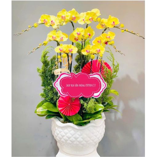 Chậu Lan Hồ Điệp 7 Cành Hoàng Kim May Mắn