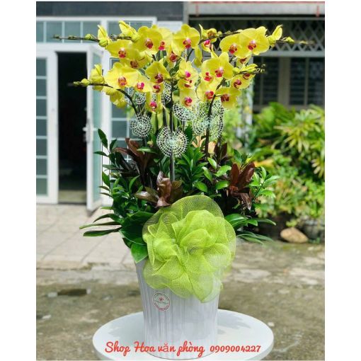 Chậu Lan Hồ Điệp 6 Cành Kim Ngọc An Khang