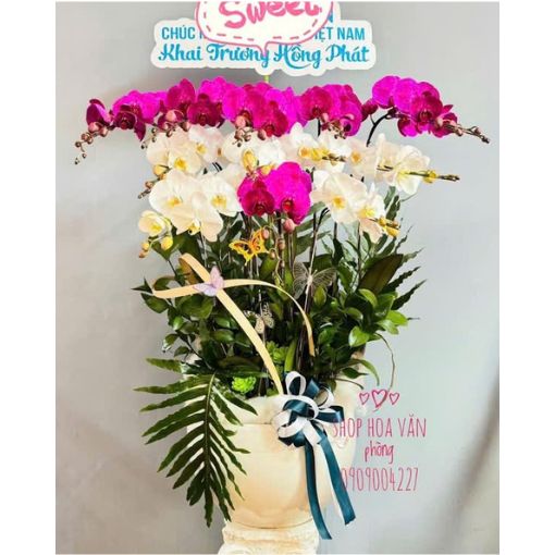 Chậu Lan Hồ Điệp 12 Cành Phú Quý Viên Mãn