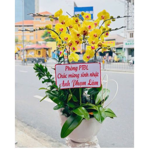 Chậu Lan Hồ Điệp 8 Cành Kim Tài Phát Lộc