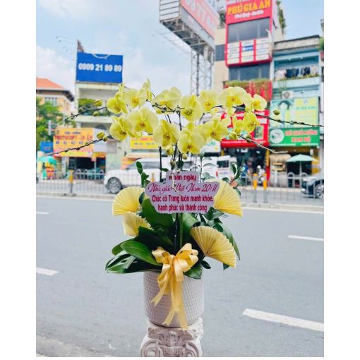 Chậu Lan Hồ Điệp 6 Cành Hoàng Kim Tri Ân