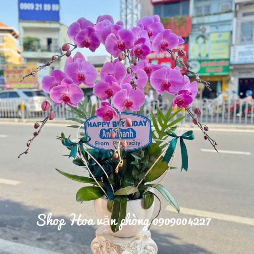 Chậu Lan Hồ Điệp 6 Cành Tím Ngọc Phú Quý