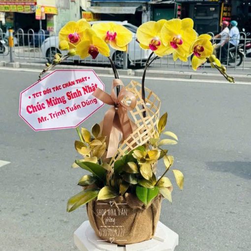 Chậu Lan Hồ Điệp 2 Cành Kim Ngân Phúc Lộc