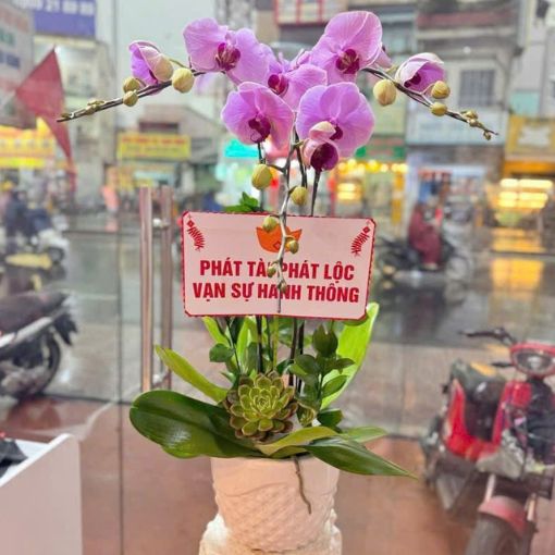 Chậu Lan Hồ Điệp 2 Cành Tím An Khang 