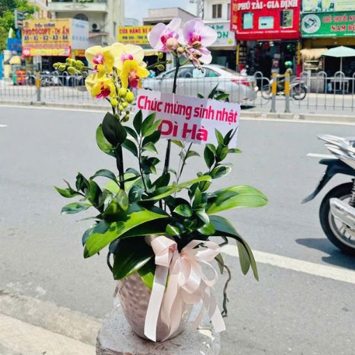 Chậu Lan Hồ Điệp 2 Cành Mix Màu Song Hỷ An Nhiên