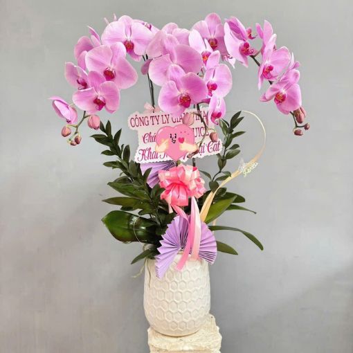 Chậu Lan Hồ Điệp 3 Cành Hồng Ngọc May Mắn