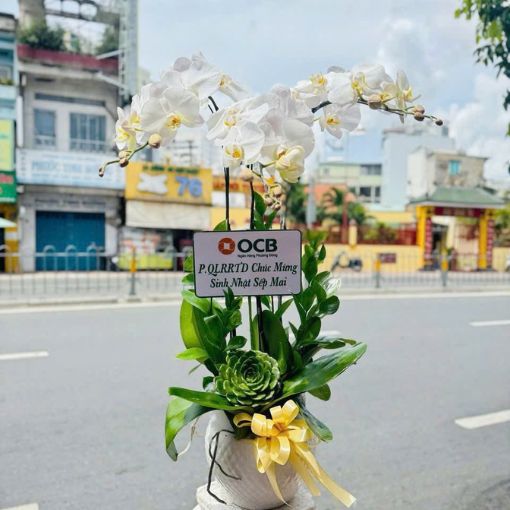 Chậu Lan Hồ Điệp 3 Cành Trắng Bạch Ngọc