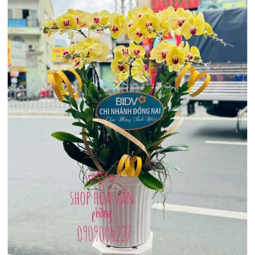Chậu Lan Hồ Điệp 7 Cành Bạch Kim Phú Quý