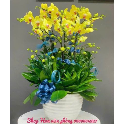 Chậu Lan Hồ Điệp 7 Cành Kim Vượng Phát