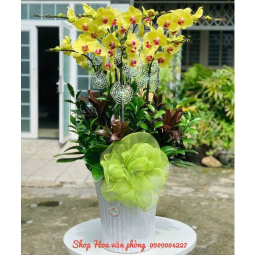 Chậu Lan Hồ Điệp 7 Cành Hoàng Kim