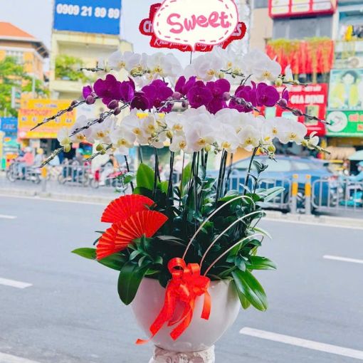Chậu Lan Hồ Điệp 15 Cành Viên Mãn Phú Quý 
