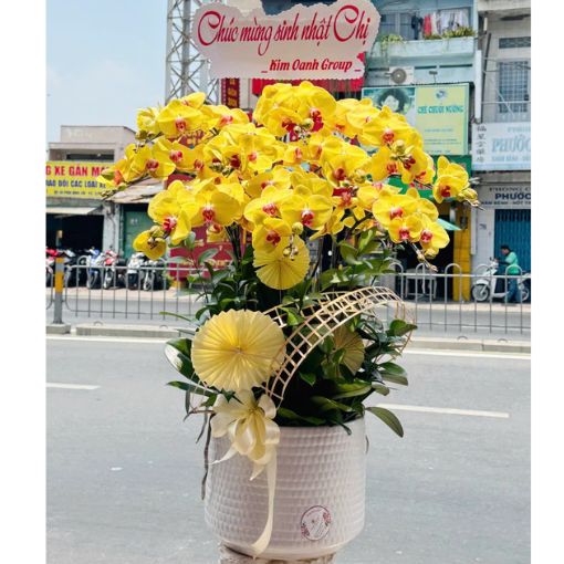 Chậu Lan Hồ Điệp 10 Cành Kim Hoàng Ngọc