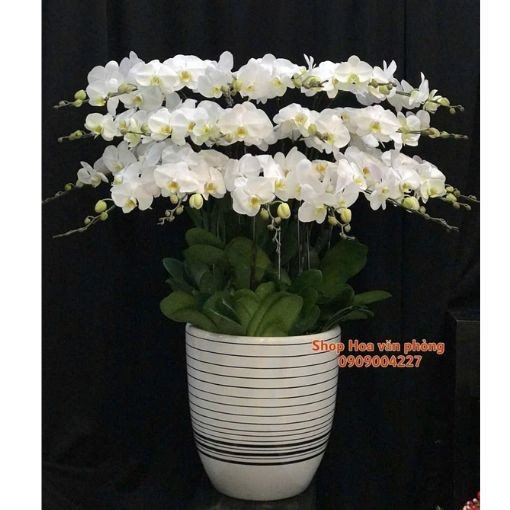 Chậu Lan Hồ Điệp 19 Cành Bạch Ngọc Viên Mãn