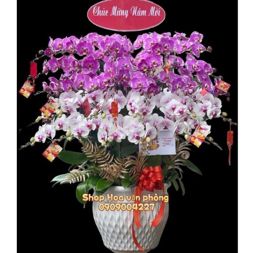 Chậu Lan Hồ Điệp 30 Cành Đại Phú Đại Quý