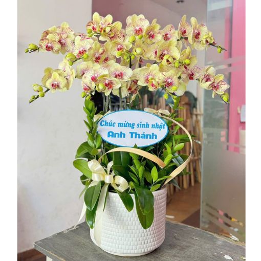 Chậu Lan Hồ Điệp 11 Cành Kim Điệp Thành Công