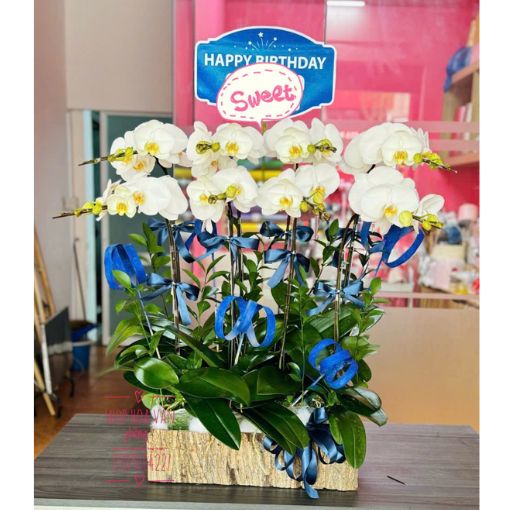 Chậu Lan Hồ Điệp Trắng Thanh Khiết 8 Cành