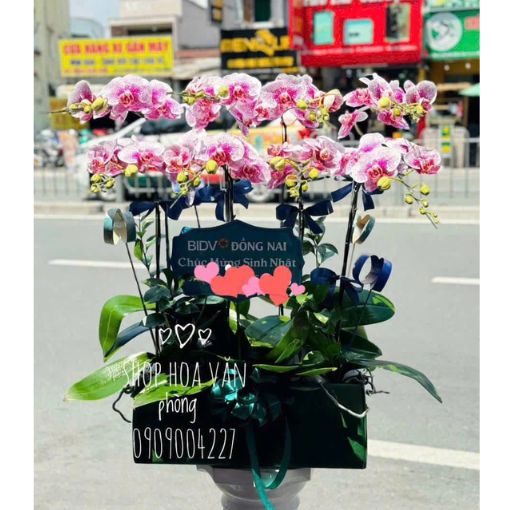 Chậu Lan Hồ Điệp Hồng Đột Biến 8 Cành Sang Trọng
