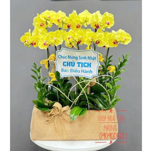 Chậu Lan Hồ Điệp Vàng Phú Quý 9 Cành