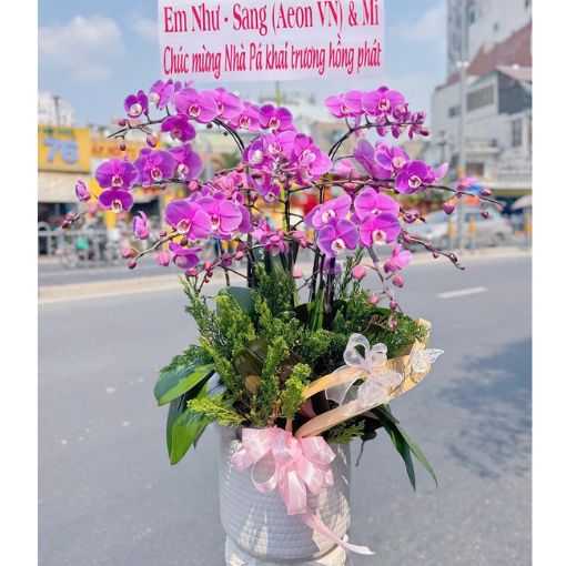 Chậu Lan Hồ Điệp Tím 8 Cành Khai Trương Hồng Phát