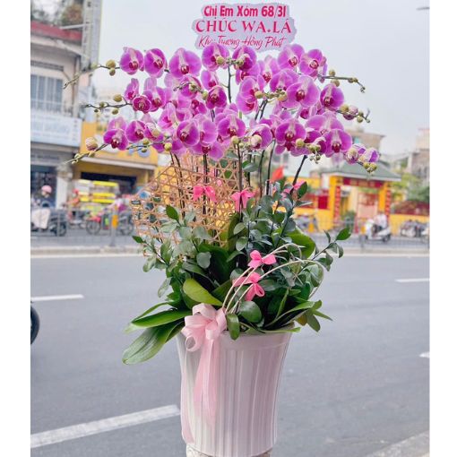 Chậu Lan Hồ Điệp Hồng Phú Quý 12 Cành