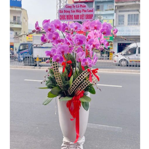 Chậu Lan Hồ Điệp Tím Hồng May Mắn 8 Cành