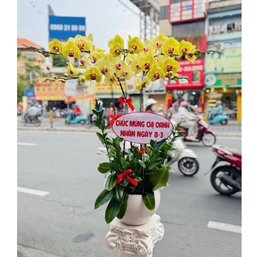 Chậu Lan Hồ Điệp Kim Ngọc Thanh Phong