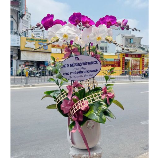 Chậu Lan Hồ Điệp Song Sắc Thanh Lịch 5 Cành