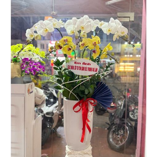 Chậu Lan Hồ Điệp 5 Cành An Khang