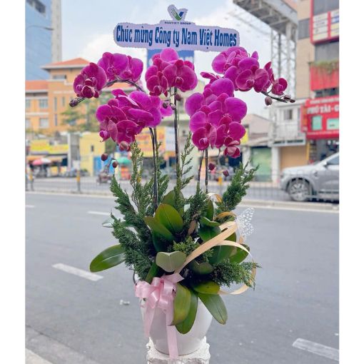 Chậu Lan Hồ Điệp Tím 5 Cành Thành Công