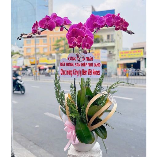 Chậu Lan Hồ Điệp Tím 3 Cành Mộng Mơ