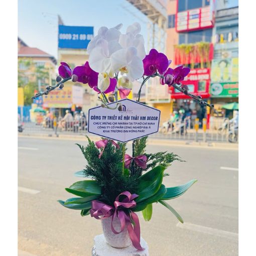Chậu Lan Hồ Điệp Trắng Tím 3 Cành Tinh Tế