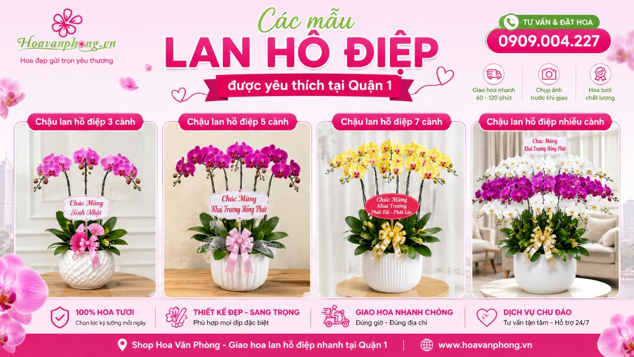 Các mẫu hoa lan hồ điệp được ưa chuộng nhất quận 1