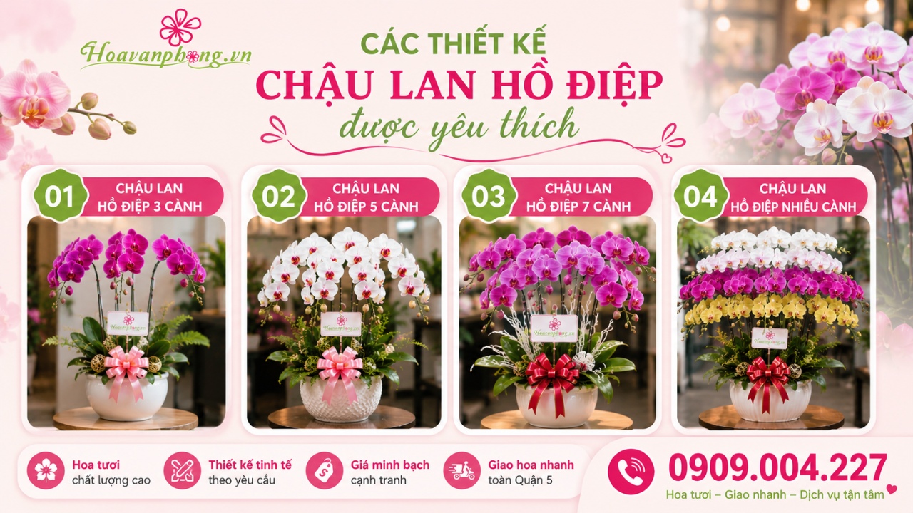 Lan hồ điệp đẹp ở quận 5