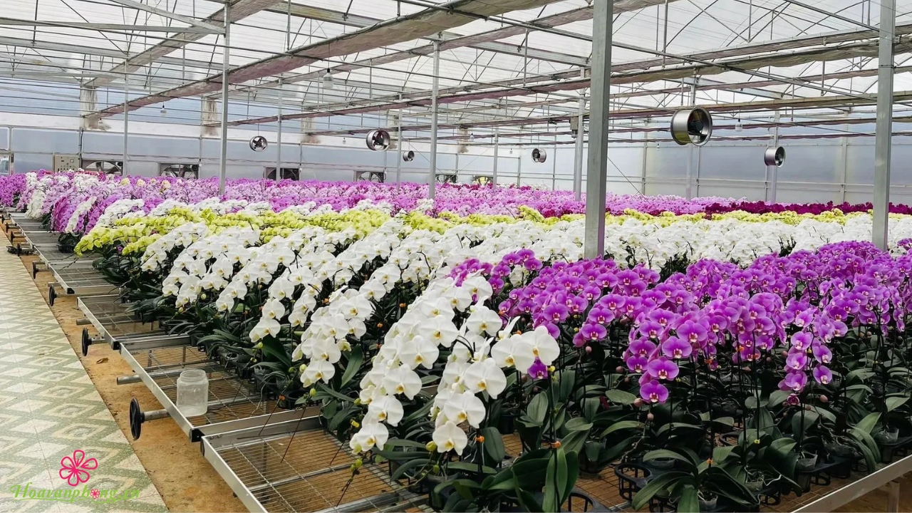 cửa hàng hoa lan hồ điệp quận 1