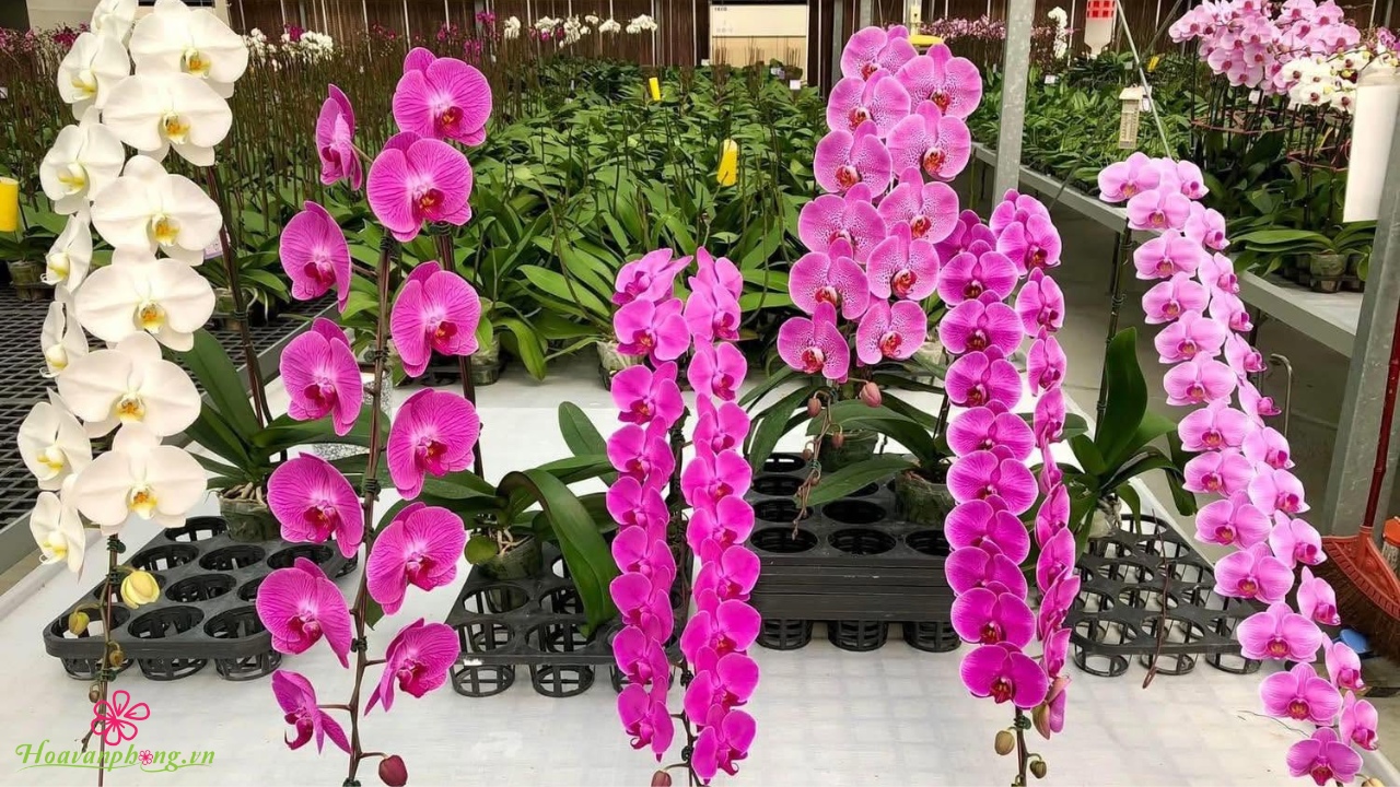 Hoa Văn Phòng nhập hoa lan hồ điệp chất lượng cao từ các nhà vườn công nghệ cao uy tín tại Đà Lạt