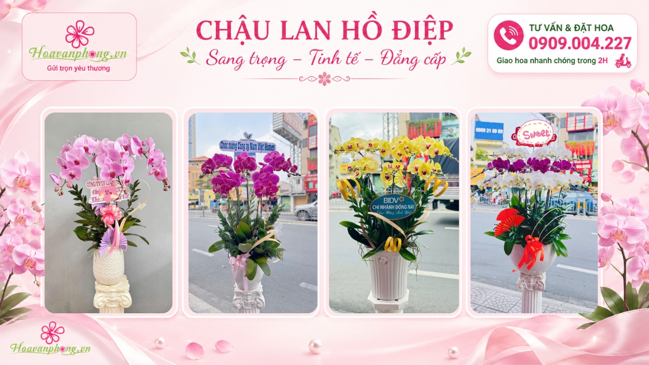Các thiết kế chậu lan hồ điệp được ưa chuộng