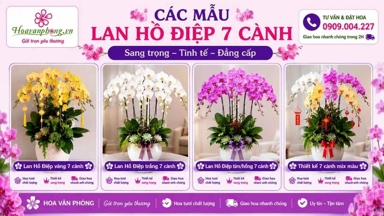 Các mẫu hoa lan hồ điệp 7 cành