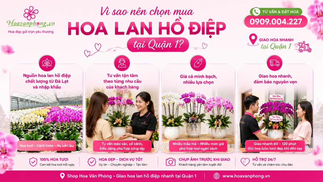 Shop hoa lan hồ điệp quận 1 chất lượng
